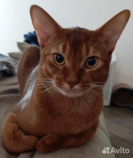 Абиссинский кот на вязку