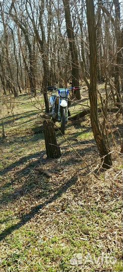 Avantis fx 250