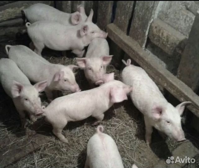 Поросята