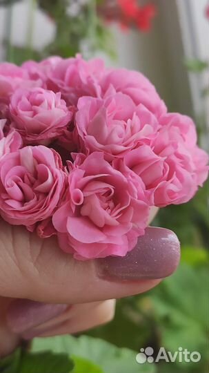 Пеларгония герань розебудная махровая плющелистная