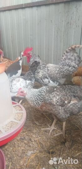 Куры молодки несушки