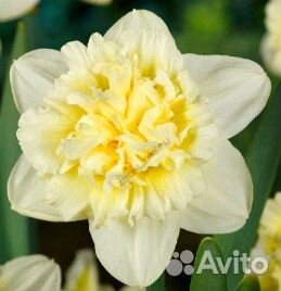 Луковицы нарциссов опт