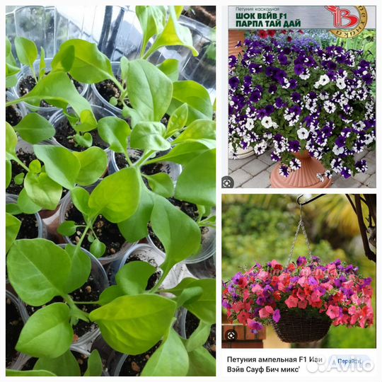 Ампельная петуния