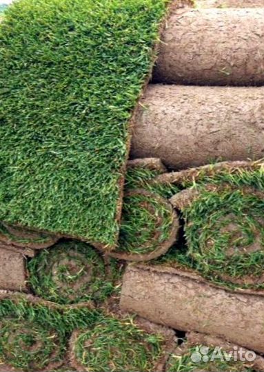 Рулонный газон 