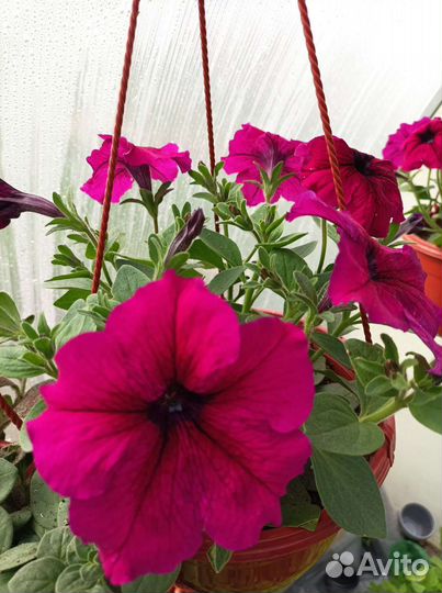 Петуния в кашпо