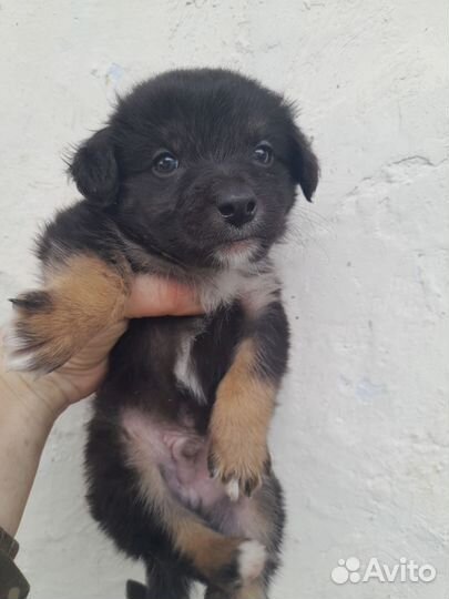 Щенки в добрые руки