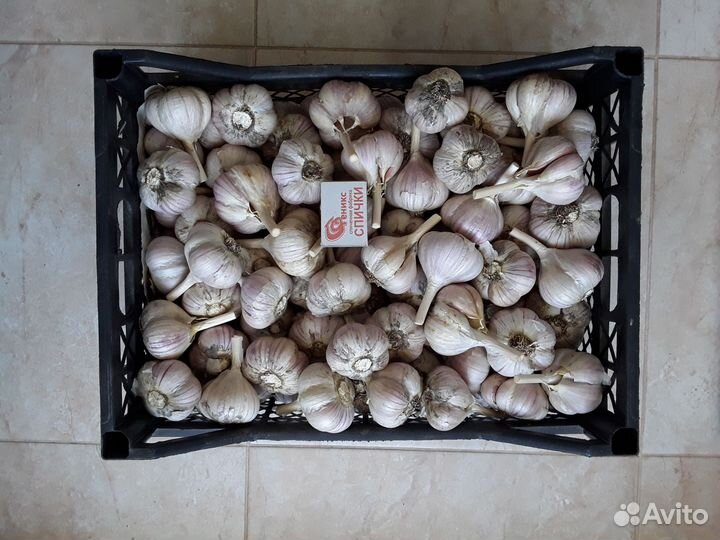Чеснок зимний