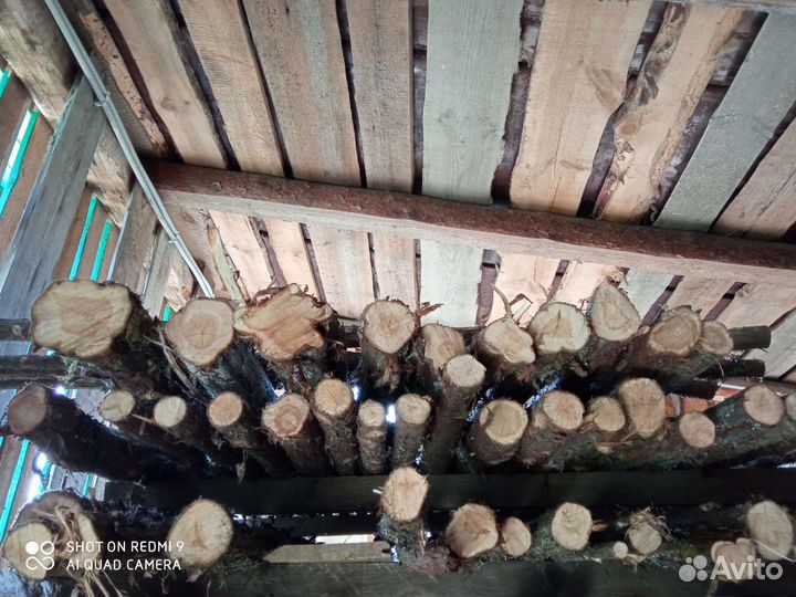 Можжевельник стволы