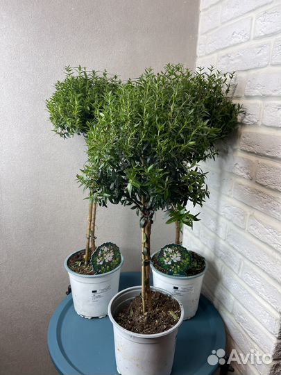 Комнатные цветы мирт