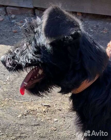 Ризеншнауцер