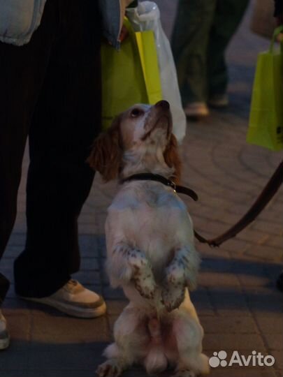 Вязка. Русский спаниель