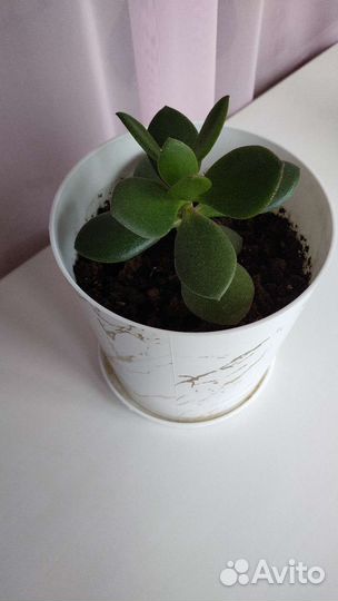 Цветок Толстянка,Денежное дерево