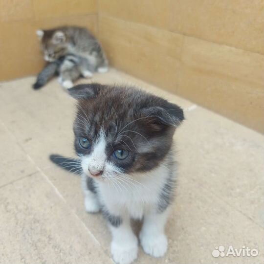 Вислоухие котята, отдам в добрые руки