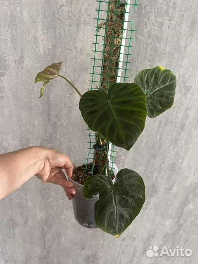 Филодендрон веррукозум