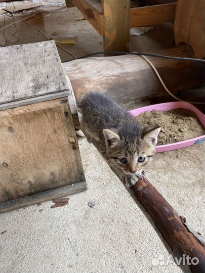 Котята в добрые руки бесплатно
