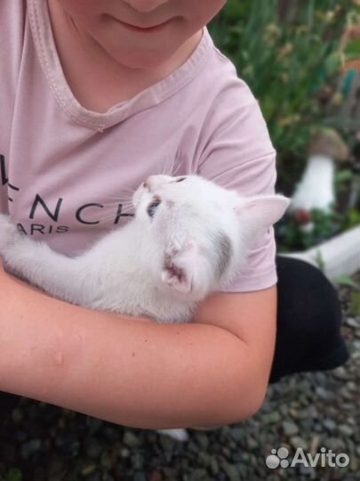 Котята в добрые руки приучены к лотку