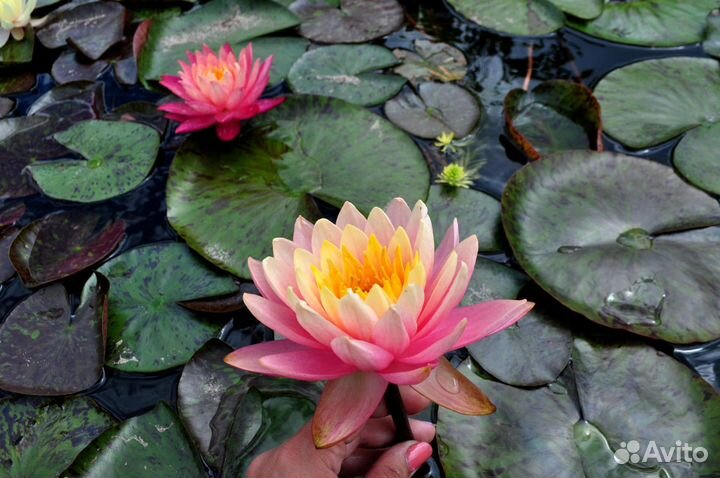 Чернозем,Навоз Крс,Перегной 1г,Грунт,ЗИЛ 6т