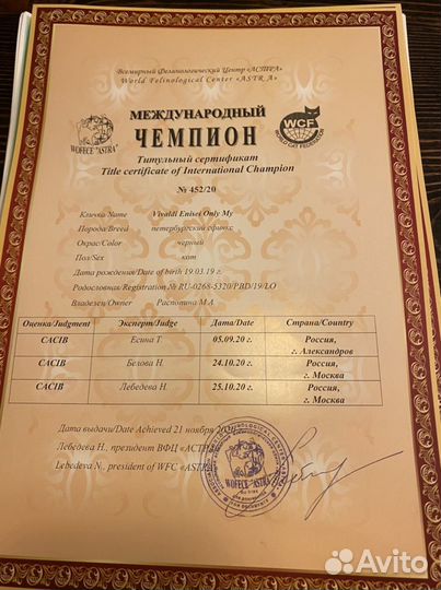 Сфинкс петерболд