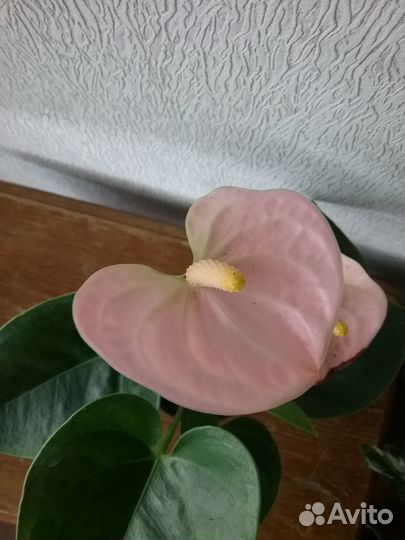 Антуриум сортовой