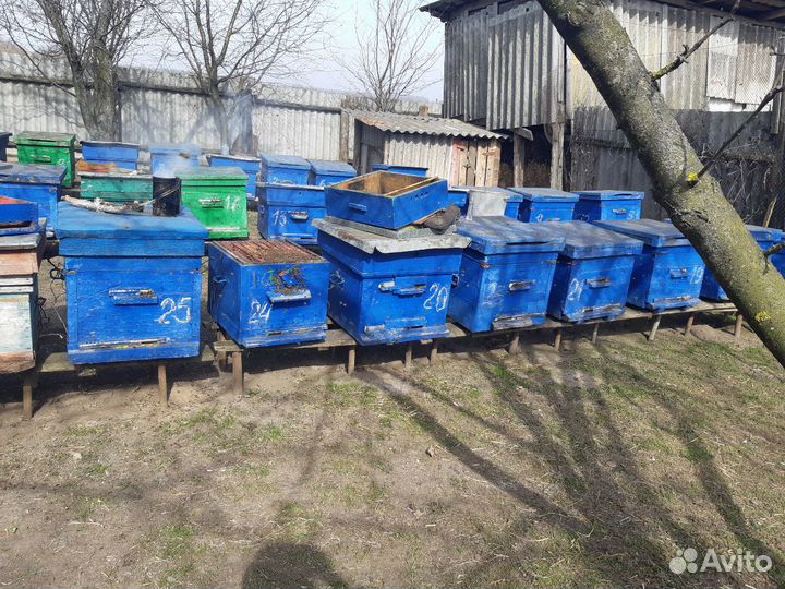 Пчелосемьи с ульями
