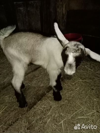 Козлята выпойчата