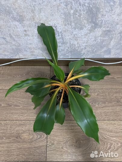 Хлорофитум оранж