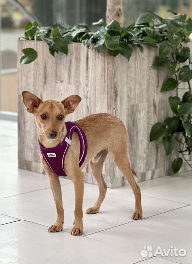 Метис тойчика, 1 год, 7 кг