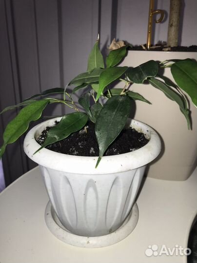 Гибискус китайская роза и фикус