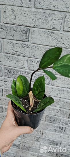 Замиокулькас