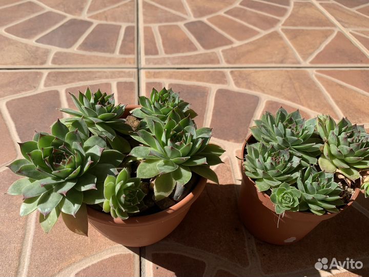 Каменная роза (молодило)