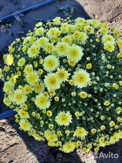 Хризантема мультифлора