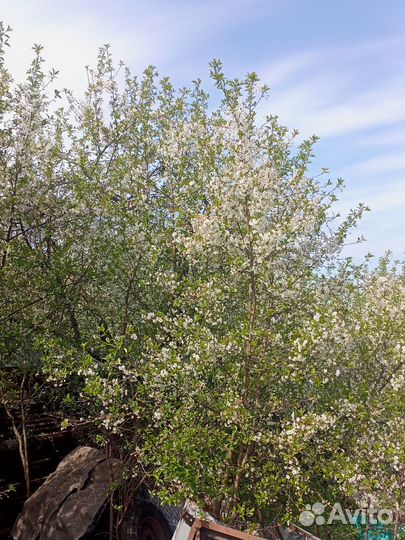 Саженцы вишни владимирской,молодежной