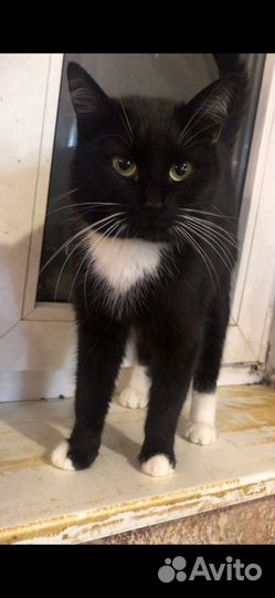 Кошечка окраса Маркиз, 1 год