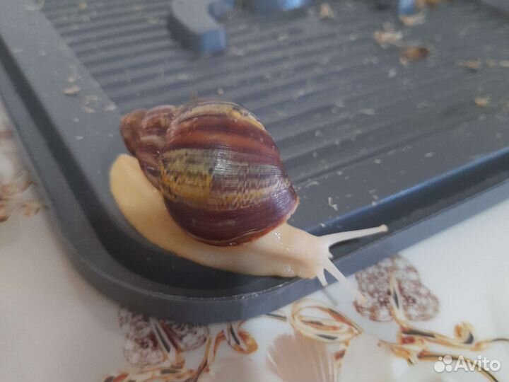 Улитки разных видов