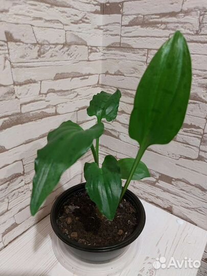 Дримиопсис