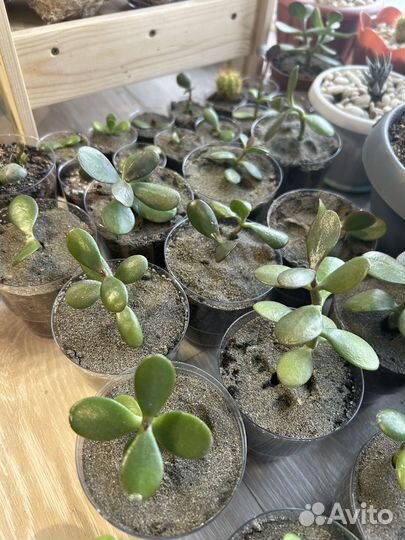 Маленькие денежные деревца 100-150