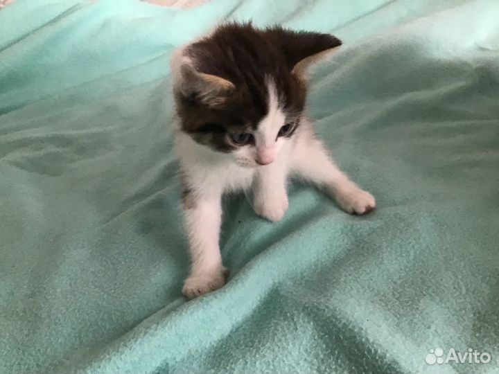 Отдам котенка в добрые руки