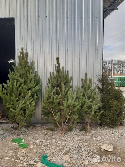 Елка новогодняя Ель Сосна опт