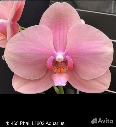 Орхидея L1802 Aquarius