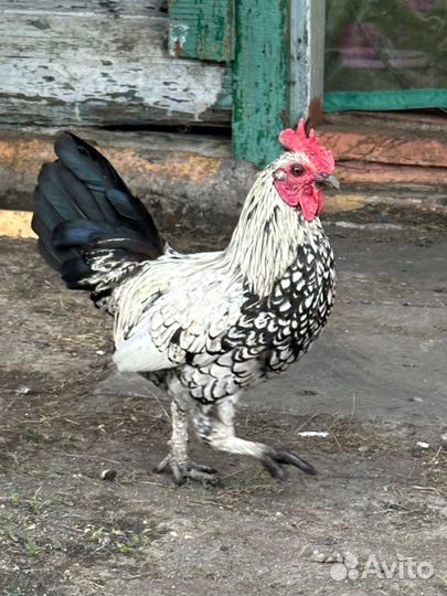 Петухи породистые