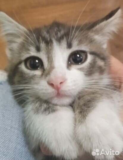 Ручная кошечка в дар