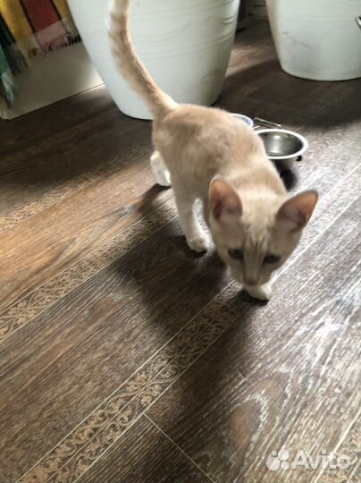 Котенок кажется мальчик