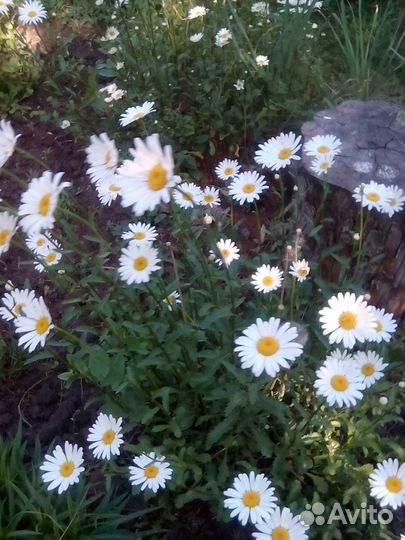 Ромашки садовые