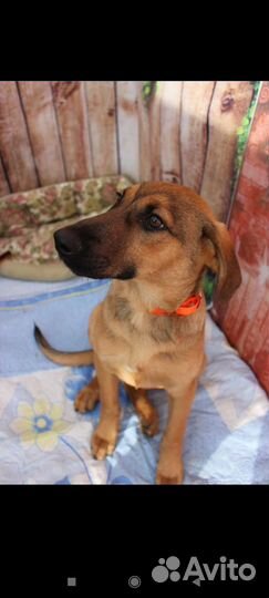 Рыжие собачки ищут дом