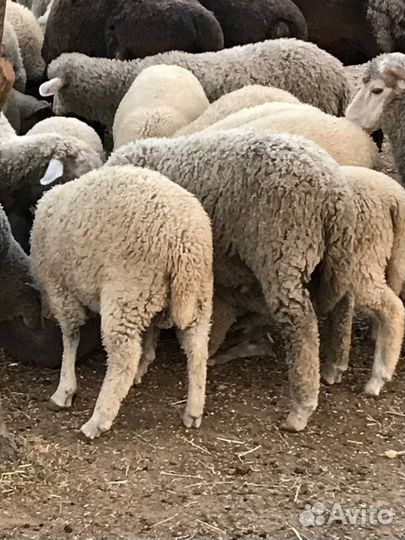 Ягнята