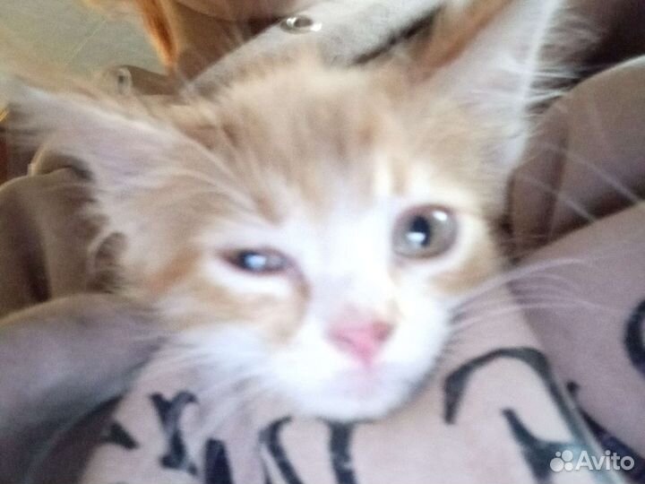 Рыжий котенок девочка в добрые руки бесплатно