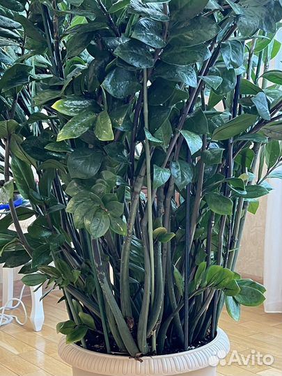 Замиокулькас