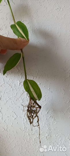 Традесканция разная