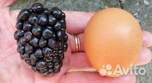 Ежевика киова