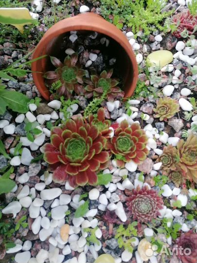 Молодило каменная роза